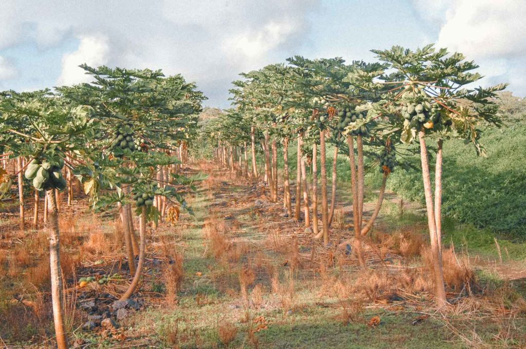 Papaya Field on Big Island