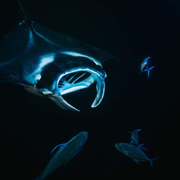 Manta Ray on Night Dive in Kona
